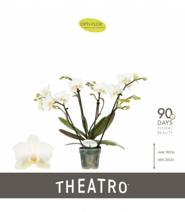 Phalaenopsis