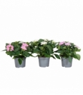 Pentas