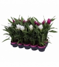 Curcuma