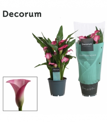 Zantedeschia