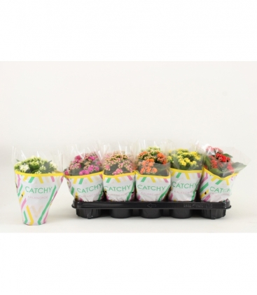 Kalanchoe