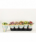 Kalanchoe