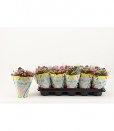 Kalanchoe