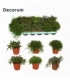 Rhipsalis