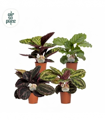 Calathea