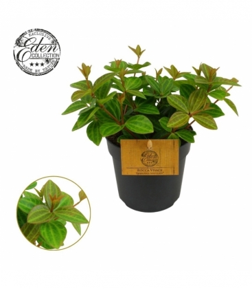Peperomia