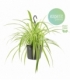 Chlorophytum