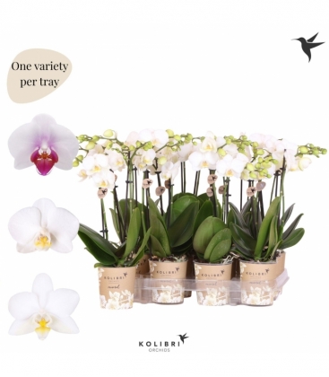 Phalaenopsis