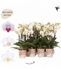 Phalaenopsis