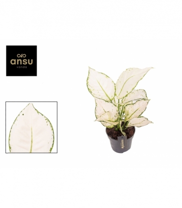 Aglaonema