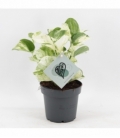 Epipremnum