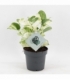 Epipremnum