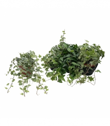 Hedera