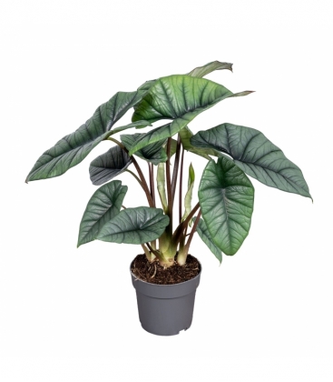Alocasia
