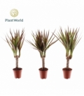 Dracaena