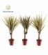 Dracaena