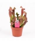 Sarracenia