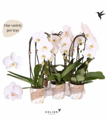 Phalaenopsis