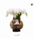Phalaenopsis