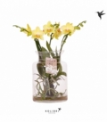 Phalaenopsis
