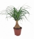 Beaucarnea