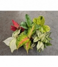 Aglaonema
