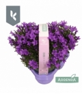 Campanula