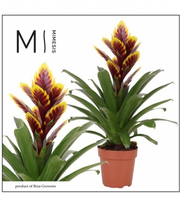 Vriesea