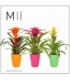 Guzmania