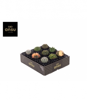 Cactus