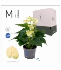 Anthurium