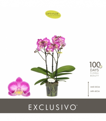 Phalaenopsis