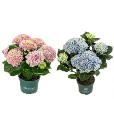 Hydrangea