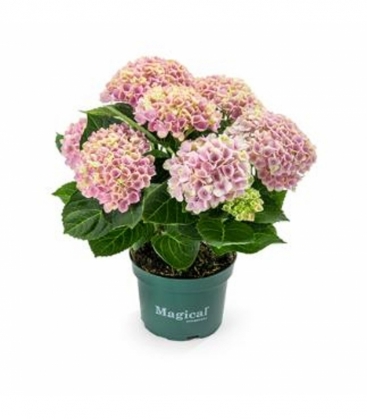 Hydrangea