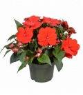 Impatiens
