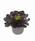 Semponium
