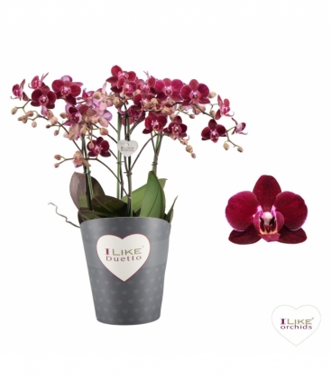 Phalaenopsis