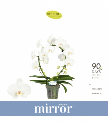 Phalaenopsis