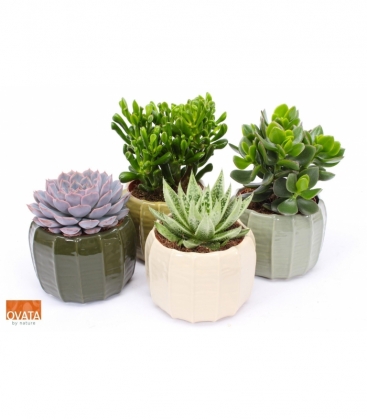 succulents