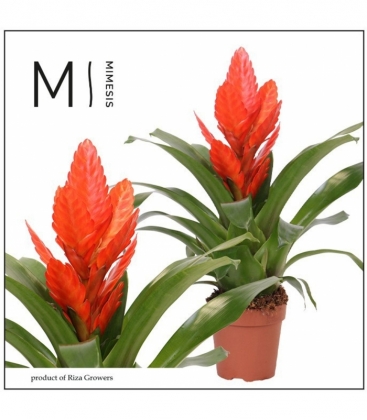 Vriesea