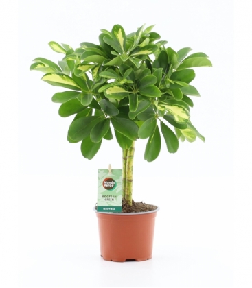 Schefflera