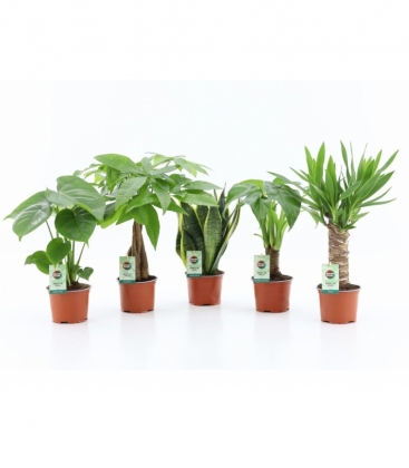 Indoor