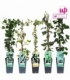 Hedera