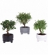 Bonsai