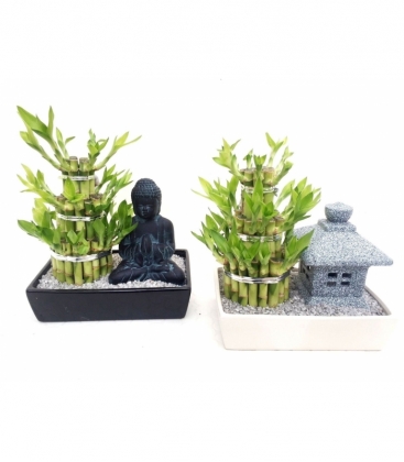 Dracaena