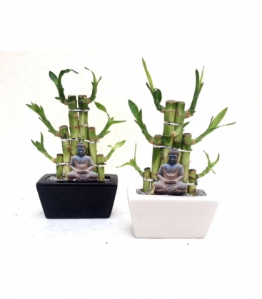 Dracaena