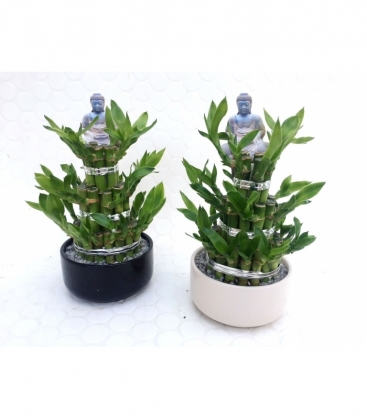 Dracaena