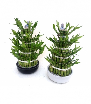Dracaena