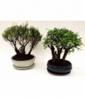 Bonsai