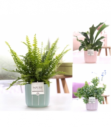 Fern